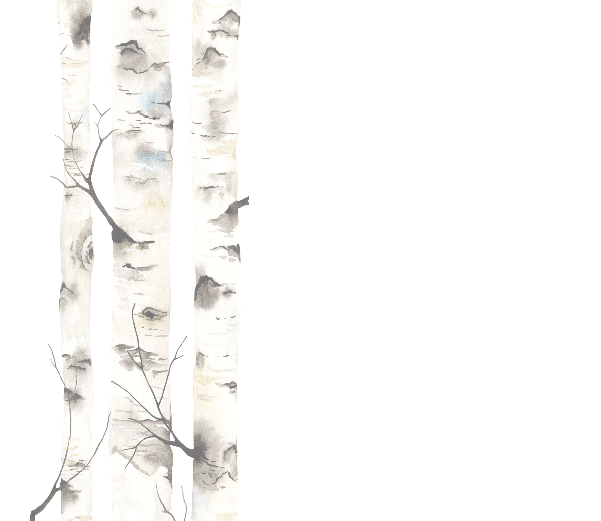 Birch Tree graphic