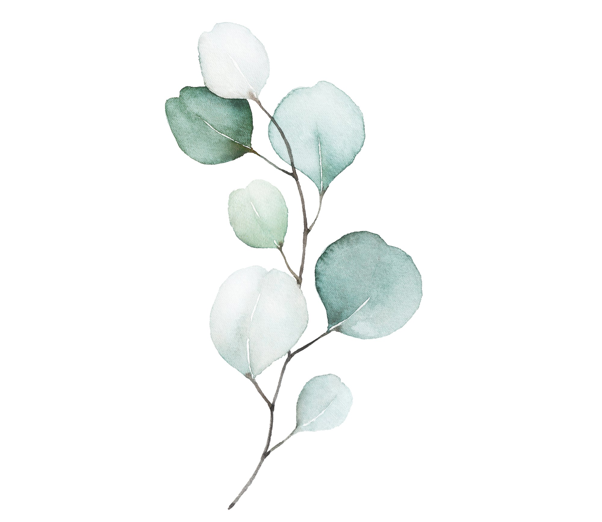Eucalyptus graphic