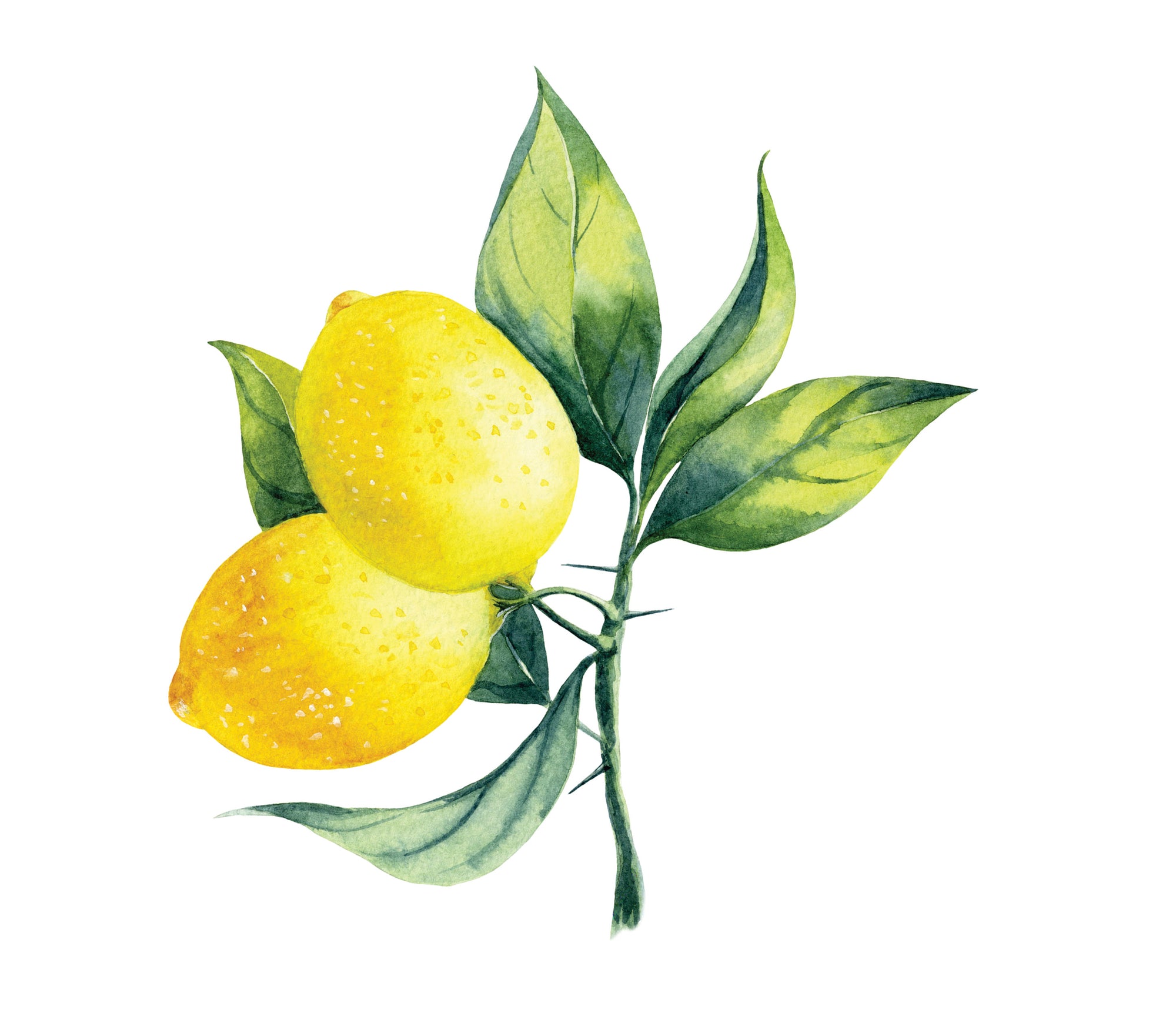 Lemons with leaf graphic