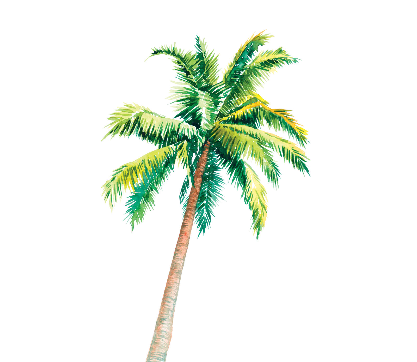 Palm Tree image 